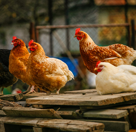 Healthy chickens on a modern poultry farm